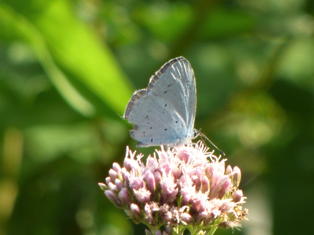 Celastrine o Cupido?  Celastrina argiolus, Lycaenidae